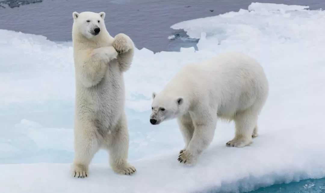Unusual Law in Churchill, Canada: Unlocked Car Doors for Polar Bear Safety