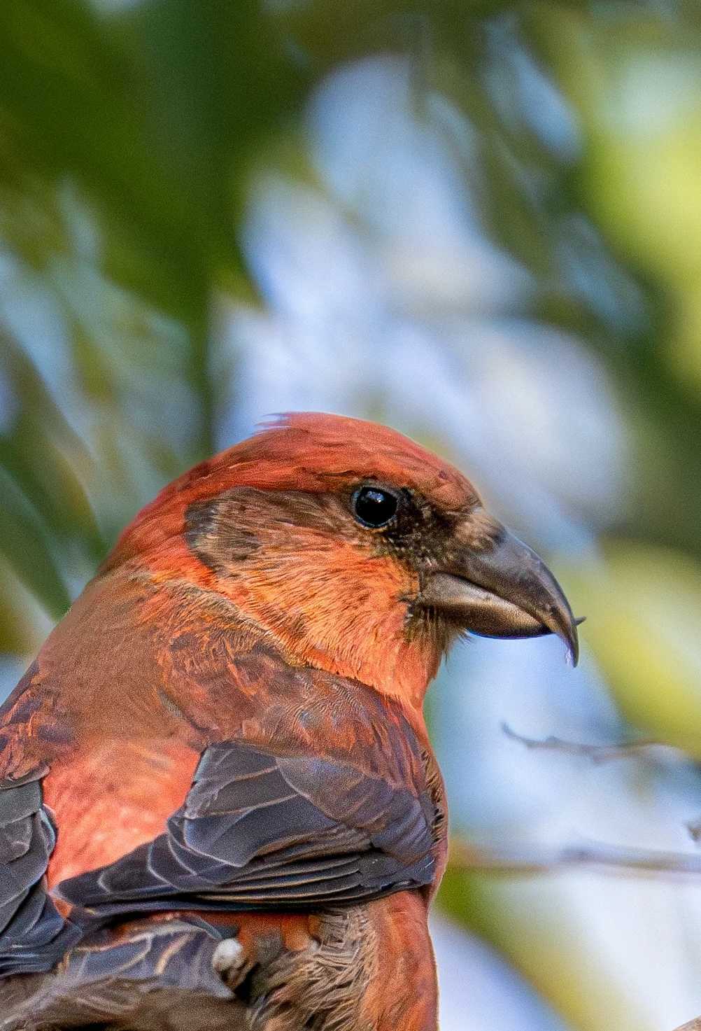 Loxia curvirostra: The Enigmatic Crossbill of Northern Coniferous Forests