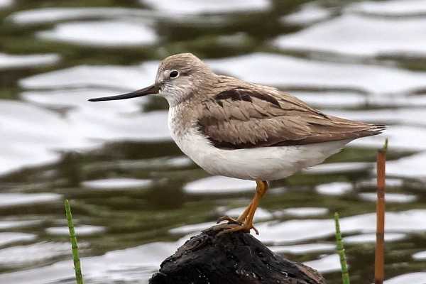 Xenus cinereus: The Agile Migrant Connecting East Asia and Australia