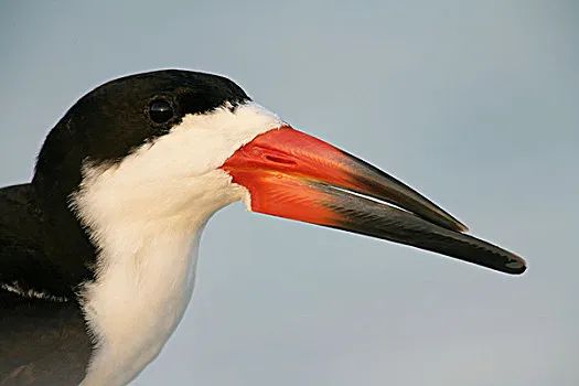Rynchops niger: The Unique Scissor-Billed Seabird of Tropical Coasts