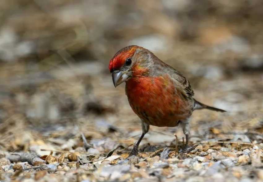 The Vivid House Finch: A Colorful Avian Gem of North America