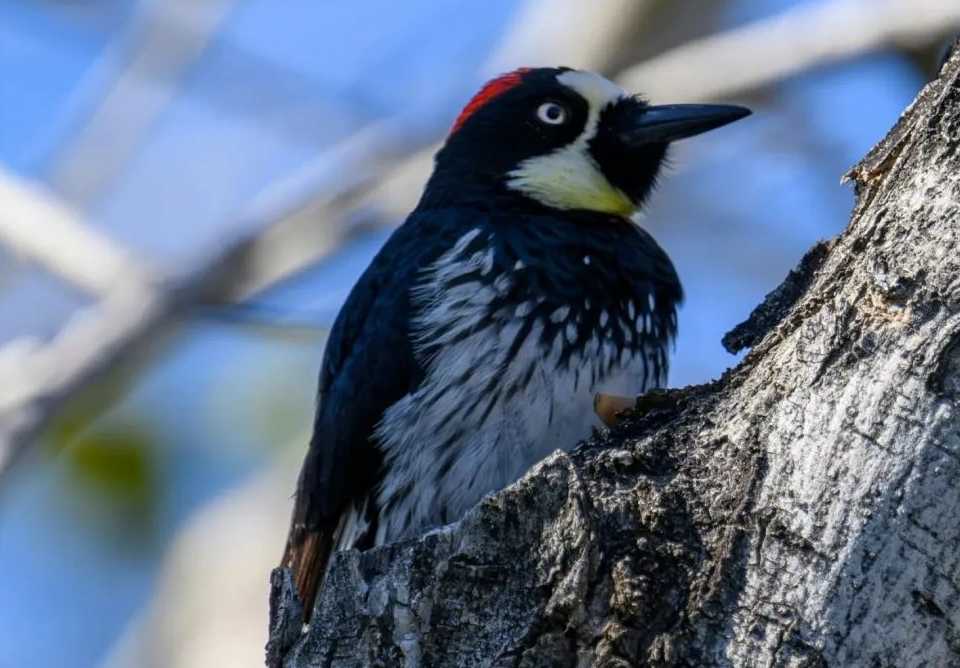 The Intriguing Acorn Woodpecker: A Master of Storage and Social Living