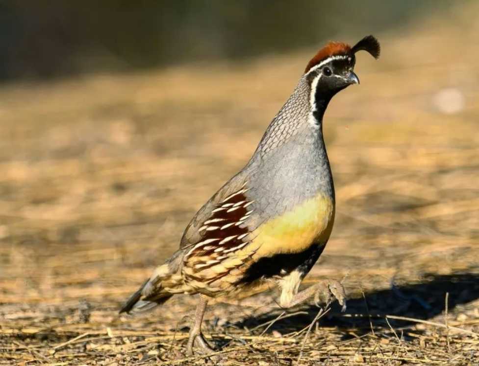 The Charismatic Gambel's Quail: A Desert - Dwelling Avian Delight