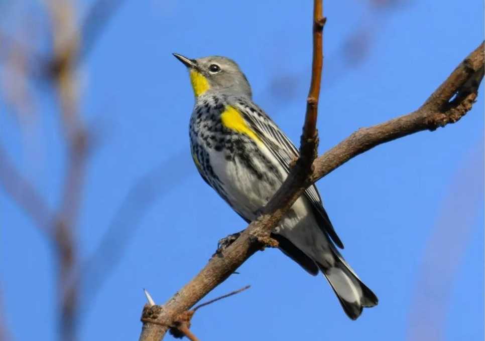 The Enchanting Audubon's Warbler: A Western North American Wonder