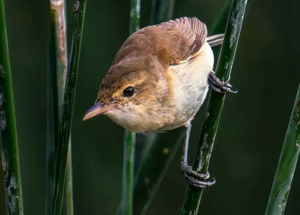 The Australian Reed Warbler: A Melodious Architect of Wetland Habitats