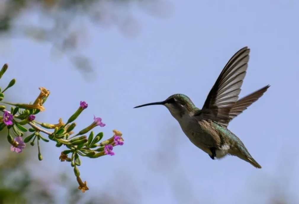 Costa's Hummingbird: A Dazzling Jewel of the Western Hemisphere
