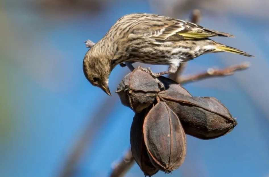 Pine Siskin: A Tiny Dynamo of the Forest Canopy