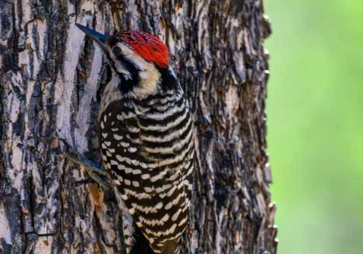 The Stripe - Backed Woodpecker: A Forest’s Master Craftsman