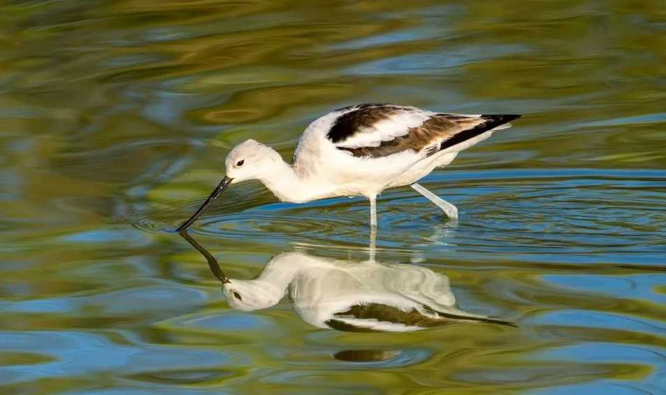 Brown - Breasted Recurvirostra: A Wading Wonder in the Wetlands