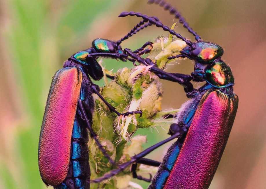 Lytta nuttalli: North America's Most Dazzling Beetle Harbors a Toxic Secret
