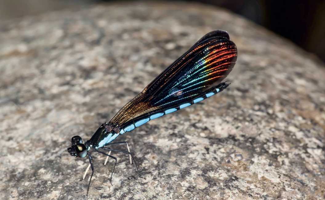Metallic-Winged Rhinocypha sp. from Indonesian Streams Dazzles with Optical Magic