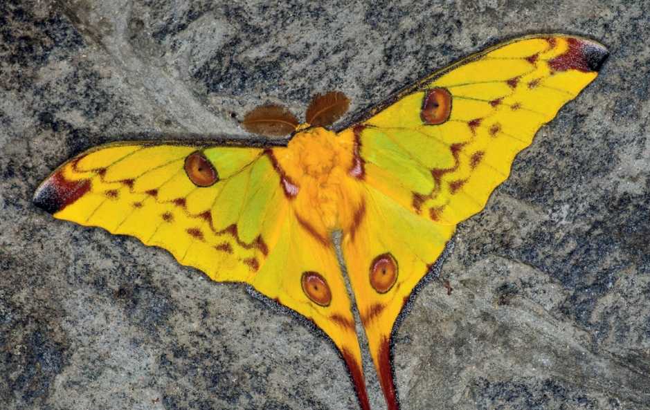 Argema mittrei: Madagascar's Majestic Comet Moth with Dazzling Tail Trails