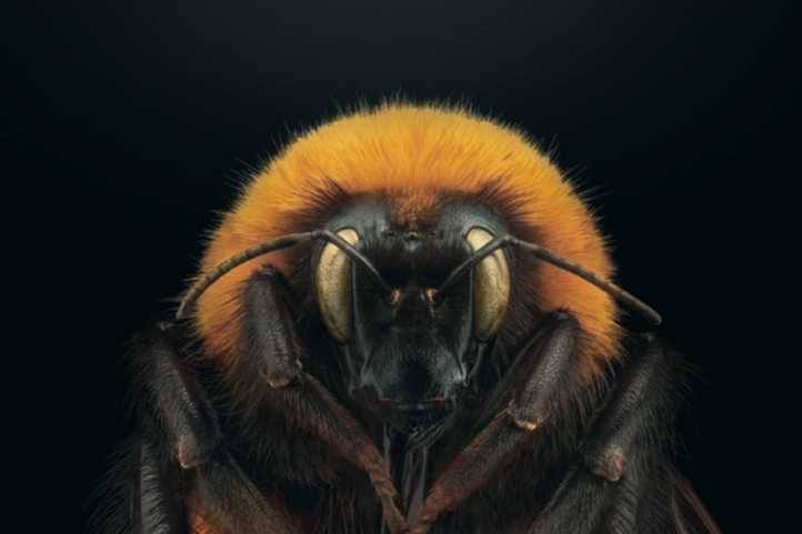 The Giant Bumblebee: Bombus dahlbomii