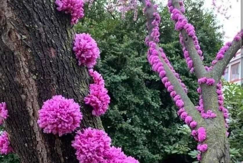 The Unusual Tree: Trees That Bloom Directly on the Trunk