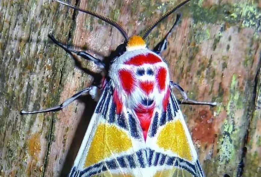 The "Human-Faced" Tiger Moth: A Mysterious Lepidopteran of Tropical Regions
