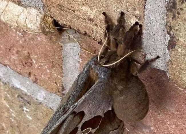 The Polyphemus Moth: A Winged 'Wolf Spider' That Strikes Fear