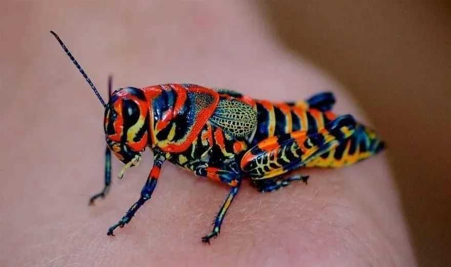 The Rainbow Grasshopper: A Vibrant Jewel of North America's Arid Plains