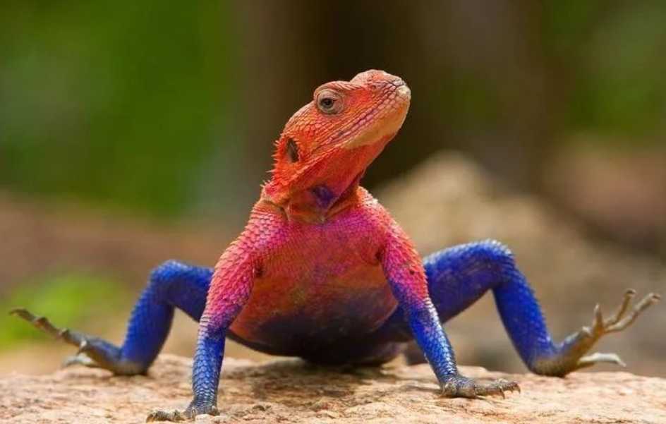 The Mwanza Flat-headed Iguana: Nature’s Real-Life 'Spiderman' with Iconic Red-Blue Coloration