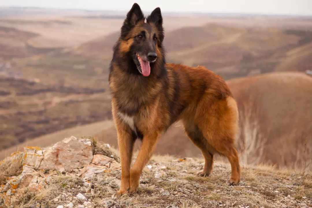 Belgian Tervuren: The Elegant and Versatile All-Round Working Dog