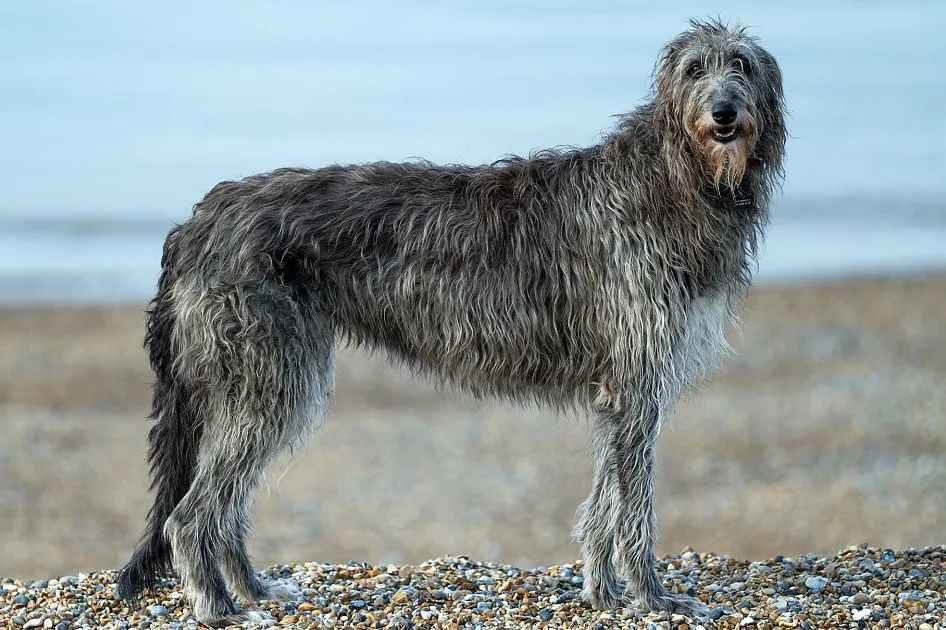 Majestic Scottish Deerhound: A Legacy of Grace and Courage